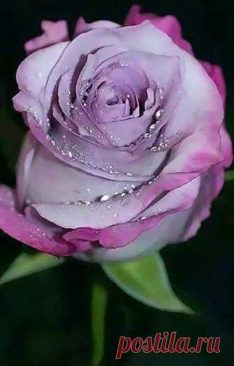 This Pin was discovered by Inajara Mundim. Discover (and save!) your own Pins on Pinterest.