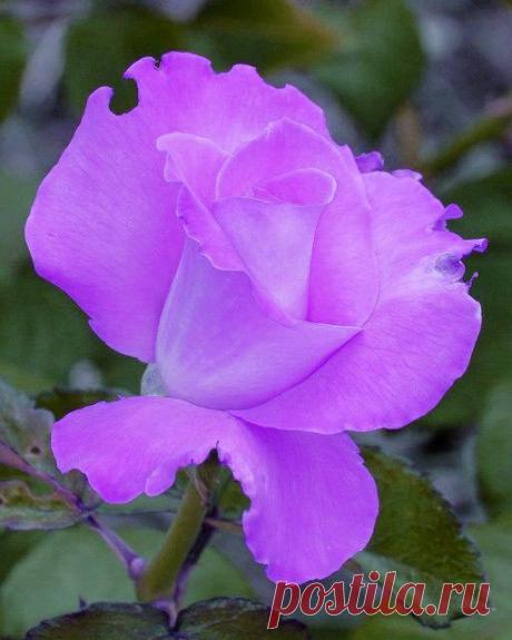 (38) Pinterest
