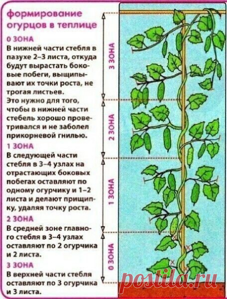 Как правильно формировать огурцы