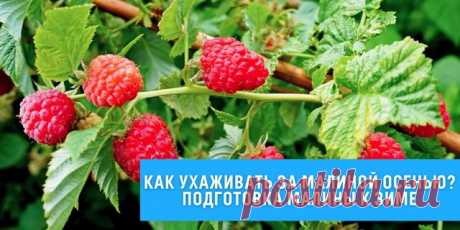 Уход за малиной осенью: что обязательно нужно успеть сделать до наступления холодов