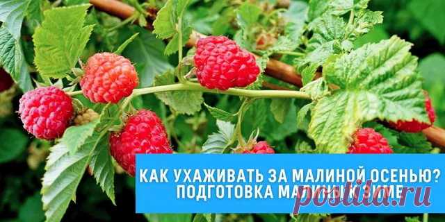 Уход за малиной осенью: что обязательно нужно успеть сделать до наступления холодов