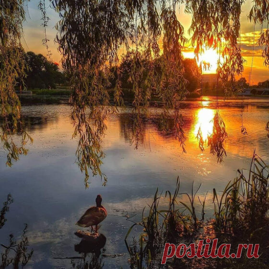 Цитата