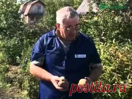 750 кг картофеля с 1 сотки - YouTube