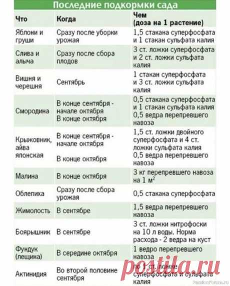 Дачникам на заметку. Подкормка деревьев и кустарников