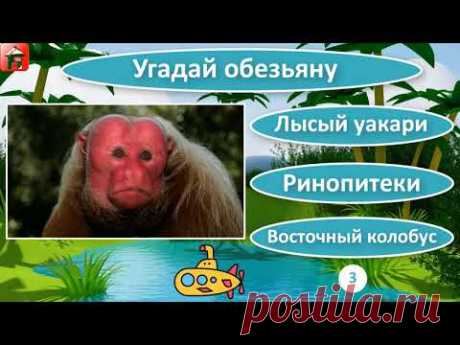 Обезьяны 🙈Тест виды обезьян 🙉 Хорошо ли ты знаешь обезьян? | Викторина Дом тестов
