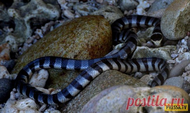 ТОП-10 самых опасных обитателей морских глубин (10 фото) | Чёрт побери На дне океана мы наиболее уязвимы по понятным причинам. Люди за всю историю эволюции не приспособились извлекать кислород из воды. Любое животное с острыми зубами и сильным укусом может представлять угрозу для жизни. Океаны наполнены смертельно опасными животными. Исключение составляют те, которые не угрожают жизни человека и опасны только тогда, когда себя защищают, например, рыба-фугу. 10. МОРСКАЯ ЗМЕ...