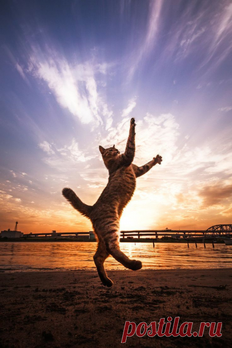 Photograph Let&amp;#x27;s walk, looking straight up! by Seiji Mamiya on 500px | Selin Amsterdam приколол(а) это к доске ✦ Animal Kingdom ✦