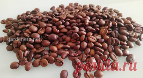 Преимущество заварного кофе над растворимым: ШОК - научное объяснение | Огородники Два популярных вида кофе имеют абсолютно разный эффект на организм человека, благодаря процентному содержанию алкалоидов в кофейных зернах. Узнайте как воздействует на организм человека растворимый и заварной кофе.