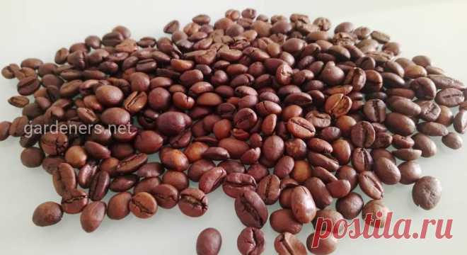 Преимущество заварного кофе над растворимым: ШОК - научное объяснение | Огородники Два популярных вида кофе имеют абсолютно разный эффект на организм человека, благодаря процентному содержанию алкалоидов в кофейных зернах. Узнайте как воздействует на организм человека растворимый и заварной кофе.