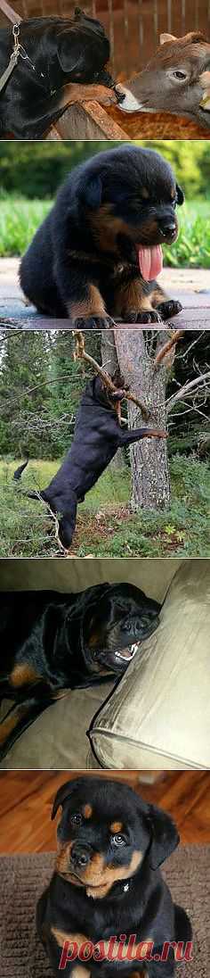 Rottweiler