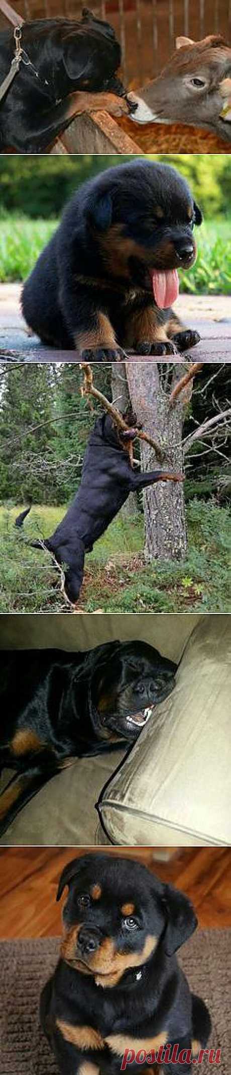 Rottweiler