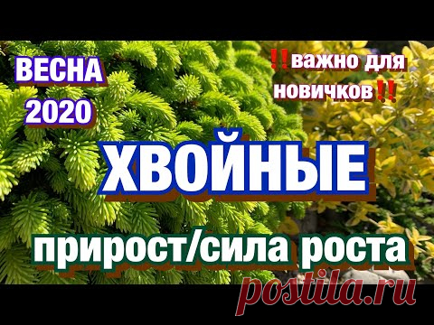 ХВОЙНЫЕ в саду/ Прирост/ Сила роста/ Уход за хвойными