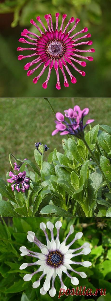 ОСТЕОСПЕРМУМ | Самоцветик