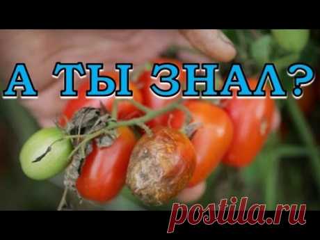 Как избежать фитофторы? Профилактика и способы борьбы