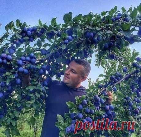 ღШПАРГАЛКА, ЧТОБЫ СЛИВА ПЛОДОНОСИЛА.