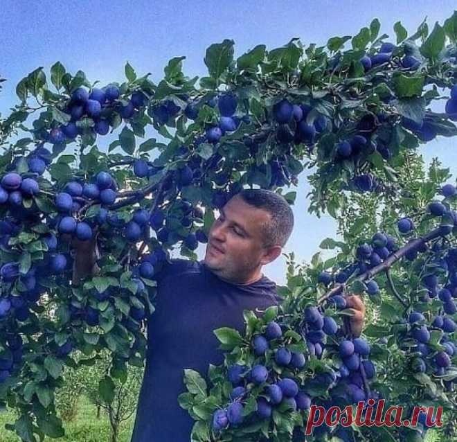 ღШПАРГАЛКА, ЧТОБЫ СЛИВА ПЛОДОНОСИЛА.