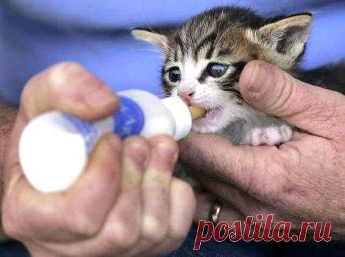 Рост и кормление котенка