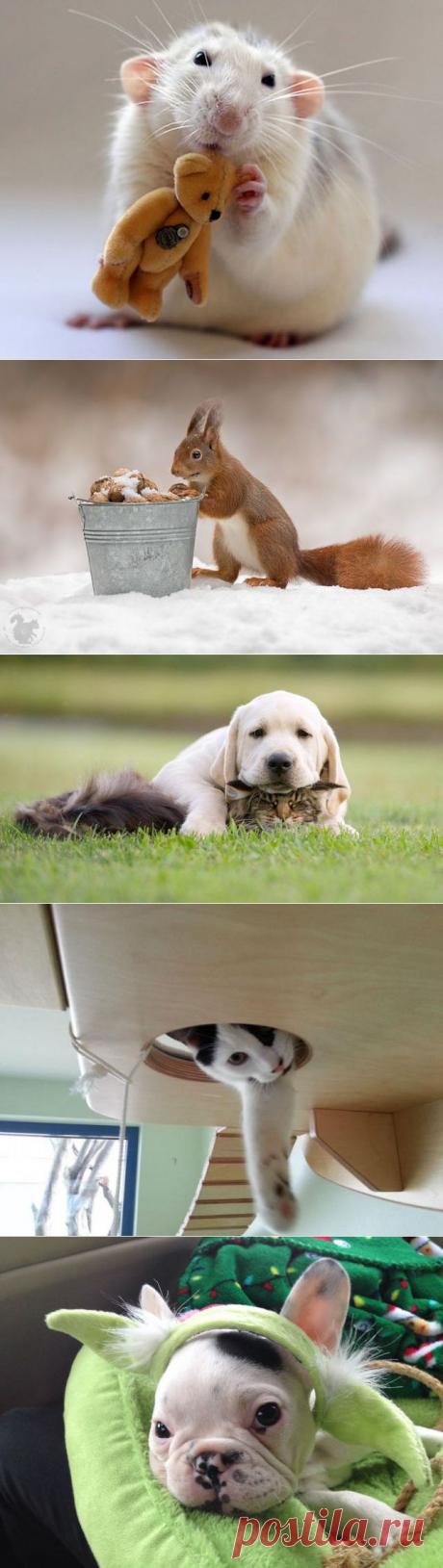 Фото животных и насекомых