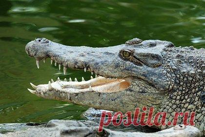 Израиль заподозрил палестинских крокодилов в связях с террористами