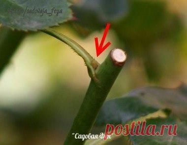 Летняя обрезка роз после цветения