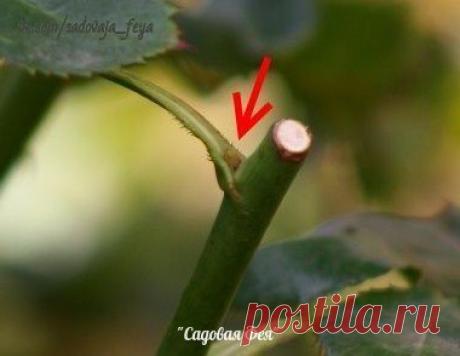 Летняя обрезка роз после цветения