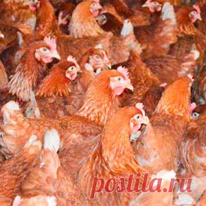 Куры несушки бизнес на яйцах | Домашняя ферма Бизнес на домашних яйцах, как зарабатывать на продаже домашних яиц. Домашняя ферма, как зарабатывать на продаже домашних яиц, ведь куриные яйца всегда в цене, а домашние в первую очередь.