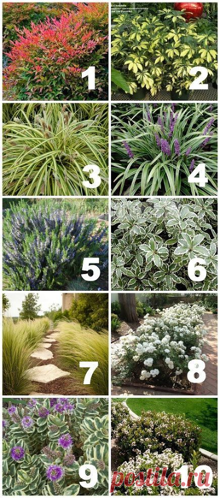 Native, Drought Tolerant Plants for Your Yard