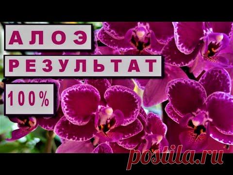 АЛОЭ для ОРХИДЕЙ! НЕОЖИДАННЫЕ РЕЗУЛЬТАТЫ ДЕЙСТВИЯ СОКА АЛОЭ! ОШЕЛОМЛЯЮЩИЙ ЭФФЕКТ ДЕЙСТВИЯ СОКА АЛОЭ!