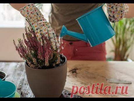 Чем подкормить КОМНАТНЫЕ РАСТЕНИЯ, не превращая цветочный горшок в помойку