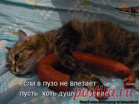 котоматрица: 155 тыс изображений найдено в Яндекс.Картинках