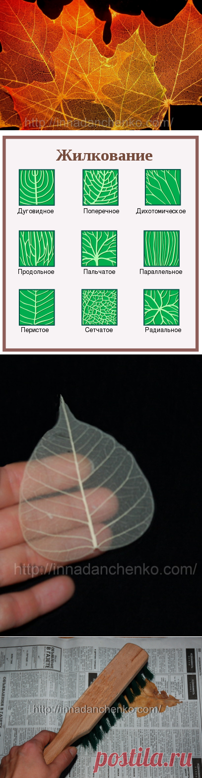 Скелетирование листьев