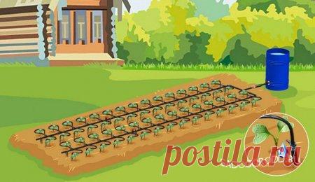 Капельный полив технологические особенности и преимущества