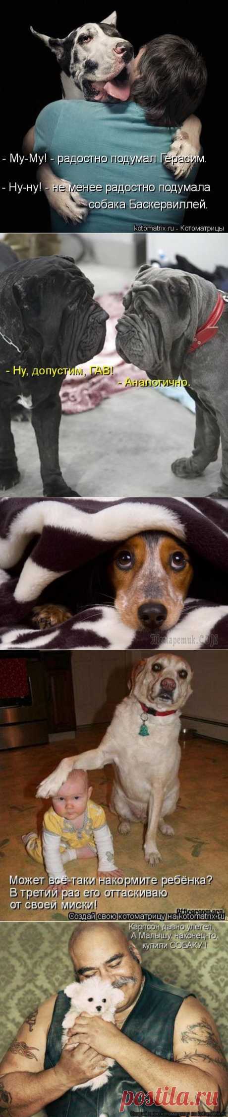 Несколько фактов о собаках