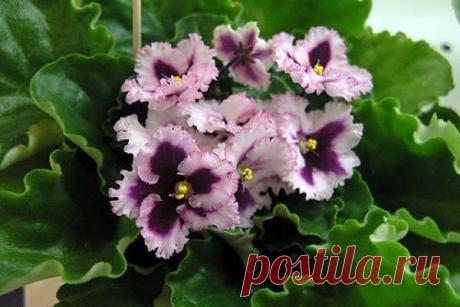 Секрет цветения фиалок – круглый год пышным цветом. | Хозяин и Хозяюшка