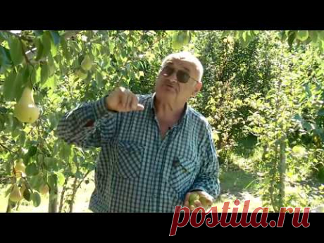 Груши в саду у Железова.
