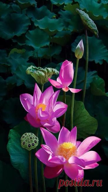 Пин на доске яЛОТОС