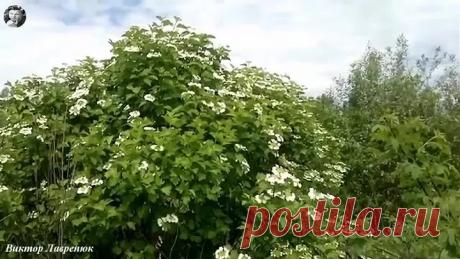 "Пройдут года" Песню исполняет Альберт Салтыков