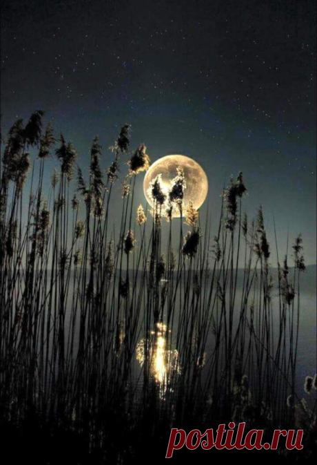 Shared whispers...