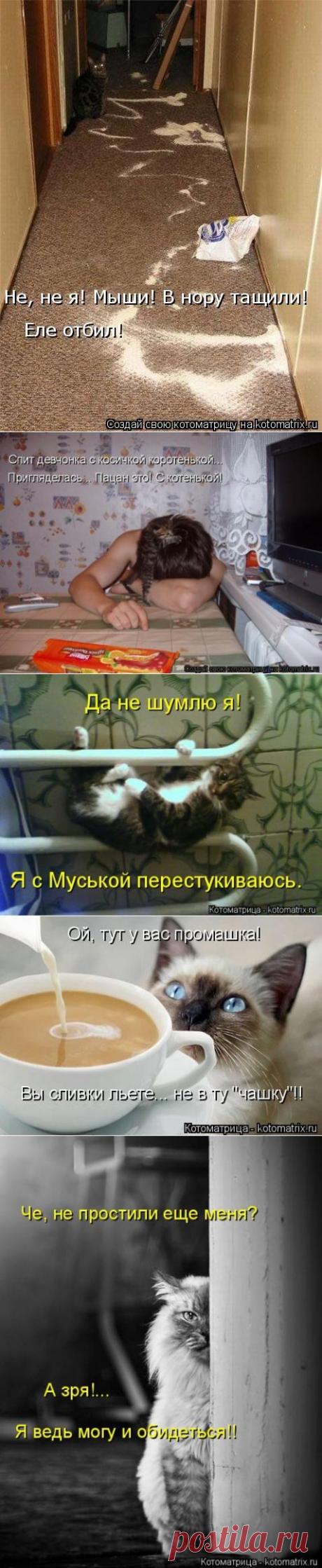 ЭТИ МЕСТНЫЕ КОТЫ (КОТОМАТРИЦА)