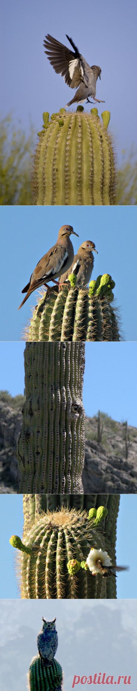 Кактус сагуаро: жизнь в пустыне - Наука и жизнь