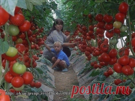 Волшебный бальзам для роста помидоров! Сохраните себе на стену  
 
В бочку (200-300 литров) насыпаем одну треть крапивы, ведро коровяка, 2 лопаты золы, 2 кг. дрожжей, 3 литра сыворотки. Настаивается 2 недели. Полученный состав разбавляем водой в пропорции 1:10 (литровая банка на ведро) и подливаем под корень один раз в 7-10 дней.  
 
Помидоры растут как на дрожжах! И никакой химии!