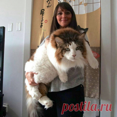 Гляди, какой котище — здоровенный! Подборка ну очень больших котанов, которых трудно назвать «котиками»