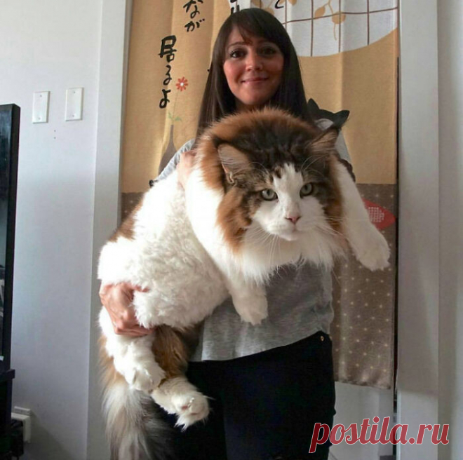 Гляди, какой котище — здоровенный! Подборка ну очень больших котанов, которых трудно назвать «котиками»