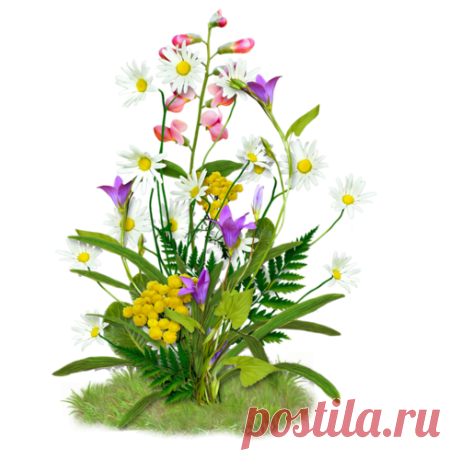 Клипарт мимозы ландыши PNG