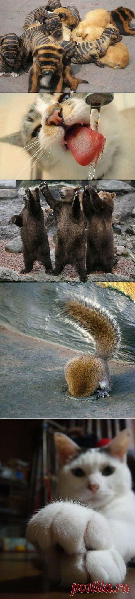 Животный мир