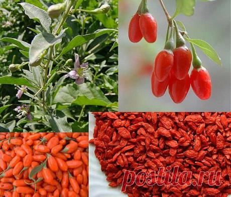 Волшебные ягоды годжи - оздоровляемся! Молодеем!.