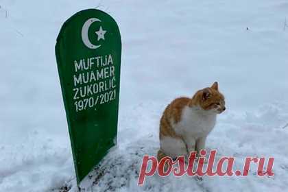 Верный кот отказался уходить с могилы хозяина и сидел на ней два месяца. Кот известного сербского общественно-политического деятеля Муамера Зукорлича, который умер 6 ноября 2021 года, два месяца провел на могиле хозяина и отказывался уходить. Пользователь Twitter опубликовал фотографию животного, которое угрюмо сидит на занесенной снегом могиле. Других пользователей растрогала эта история.