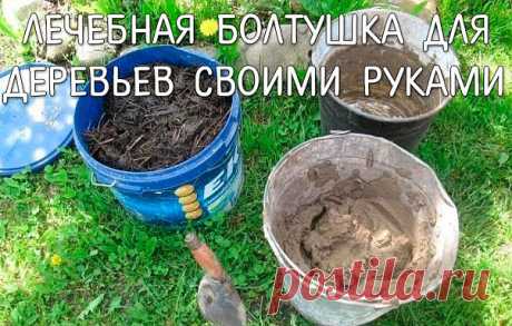 Лечебная болтушка для садовых деревьев.

Самой ранней весной я обмазываю стволы специальной смесью.
Срезы лучше замазывать варом. А раны и трещины - лечебной болтушкой.
  
Для предупреждения солнечных ожогов и заживления морозобойных трещин.
Беру глину, развожу ее водой и настаиваю не меньше двух дней, чтобы все комочки в растворе размякли. А потом добавляю в эту болтушку свежайший коровий навоз (конский лучше, но мне его не всегда удается достать). смесь по консистенции н...