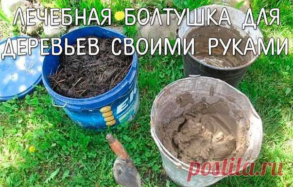 Лечебная болтушка для садовых деревьев.

Самой ранней весной я обмазываю стволы специальной смесью.
Срезы лучше замазывать варом. А раны и трещины - лечебной болтушкой.
  
Для предупреждения солнечных ожогов и заживления морозобойных трещин.
Беру глину, развожу ее водой и настаиваю не меньше двух дней, чтобы все комочки в растворе размякли. А потом добавляю в эту болтушку свежайший коровий навоз (конский лучше, но мне его не всегда удается достать). смесь по консистенции н...