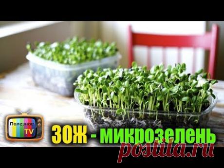 Супер тренд ЗОЖ - микрозелень